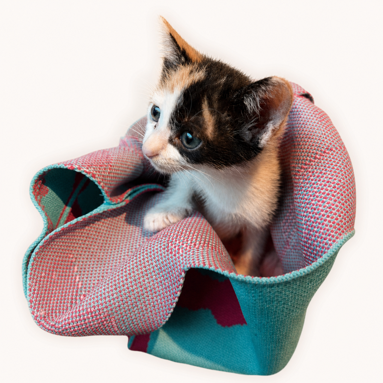 Kitten logo